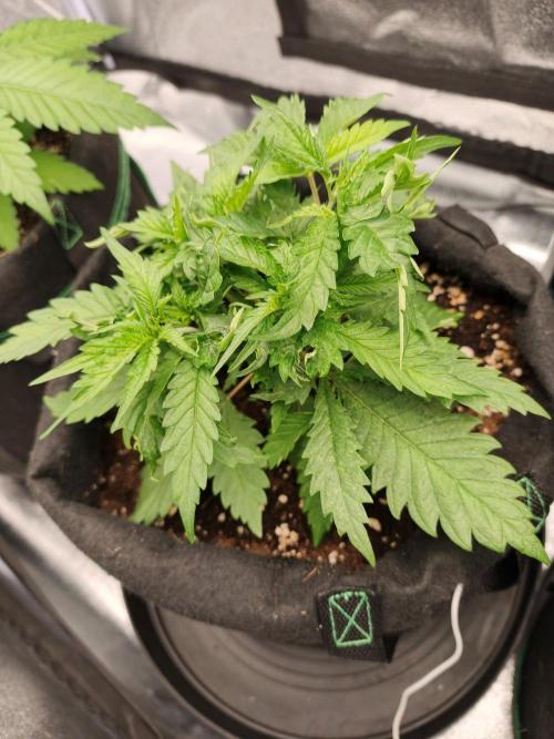 White Widow. Week 3 - 27d