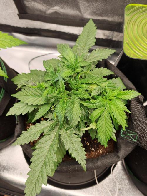 White Widow. Week 3 - 30d