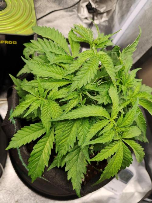 White Widow. Week 3 - 30d