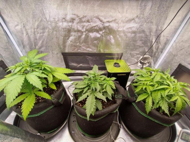 White Widow. Week 3