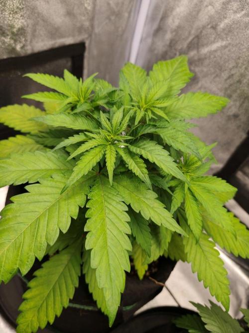 White Widow. Week 4 - 31d