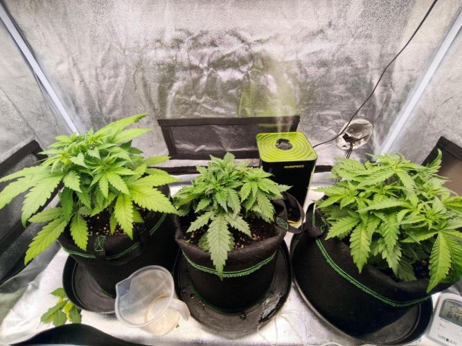 White Widow. Week 4 - 31d