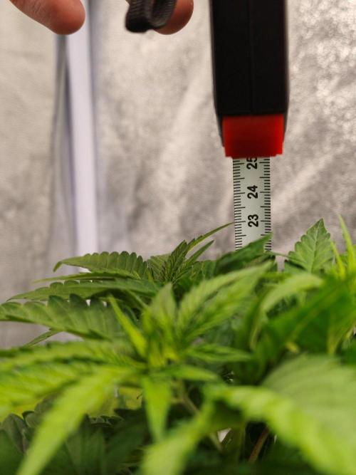 White Widow. Week 4 - 31d