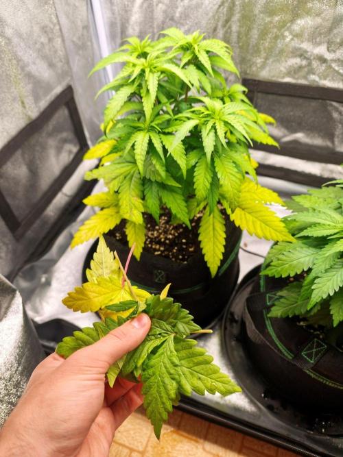 White Widow. Week 4