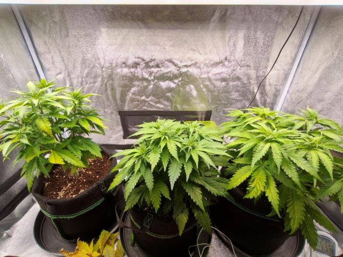 White Widow. Week 5 - 41d
