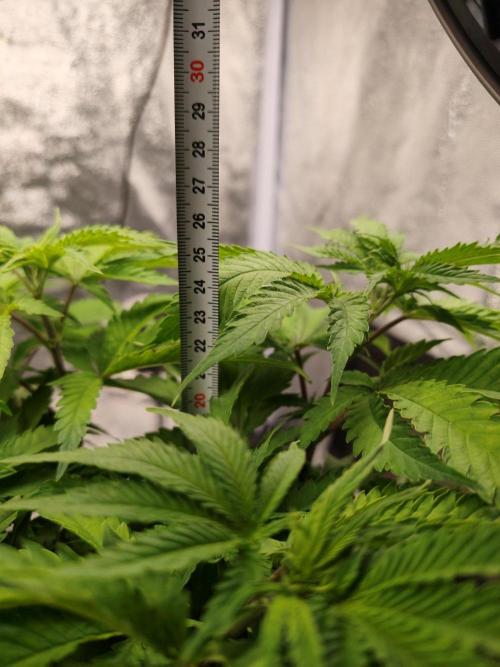 White Widow. Week 5 - 41d