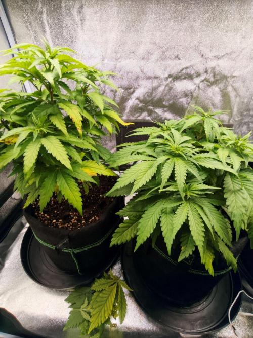 White Widow. Week 5 - 42d