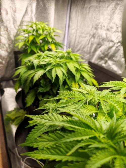 White Widow. Week 5 - 42d