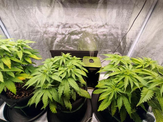 White Widow. Week 5 - 42d