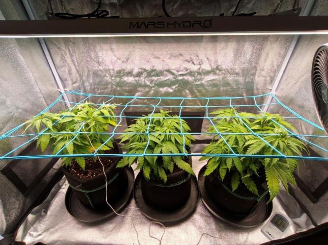 White Widow. Week 5 - 42d