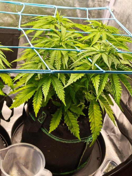 White Widow. Week 5 - 44d