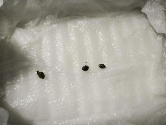 Hulkberry Auto & Northern Light Auto. Week 0 - HB-vlevo / NL-vpravo