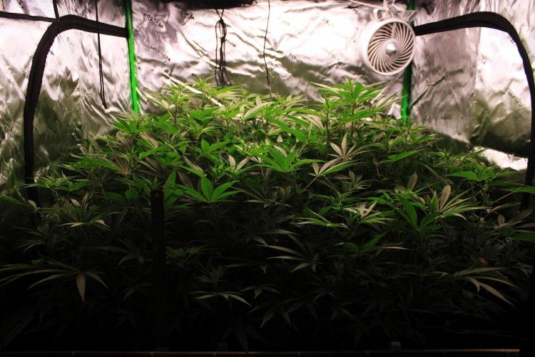 Jokerz #31 Run. Week 7 - Jokerz #1,2,3,4
Day #15 Flowering 