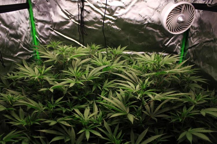 Jokerz #31 Run. Week 7 - Jokerz #1,2,3,4
Day #15 Flowering 