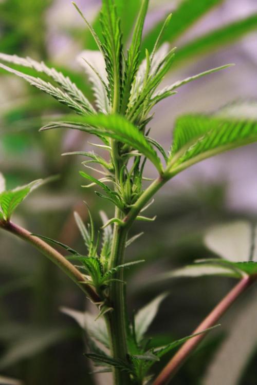 Jokerz #31 Run. Week 7 - Day #15 Flowering 