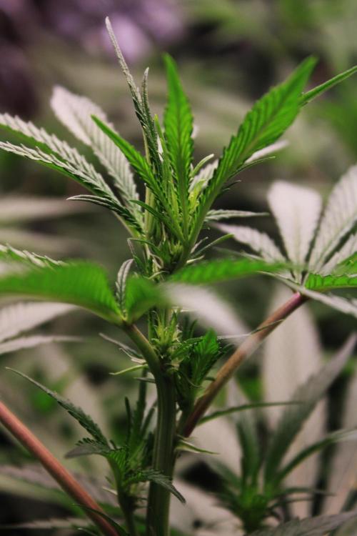 Jokerz #31 Run. Week 7 - Day #15 Flowering 