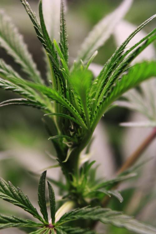 Jokerz #31 Run. Week 7 - Day #15 Flowering 