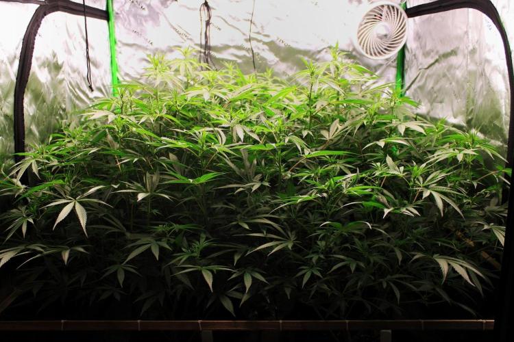 Jokerz #31 Run. Week 7 - Jokerz #1,2,3,4
Day #16 Flowering