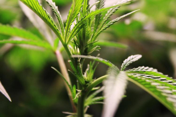 Jokerz #31 Run. Week 7 - Day #16 Flowering