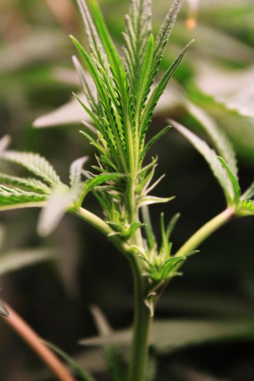 Jokerz #31 Run. Week 7 - Day #16 Flowering