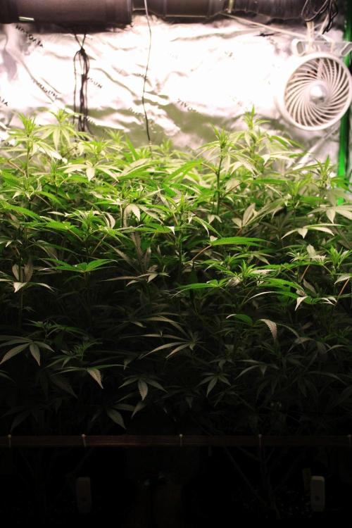 Jokerz #31 Run. Week 7 - Day #16 Flowering