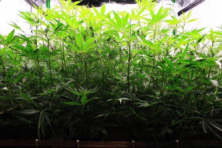 Jokerz #31 Run. Week 7 - Jokerz #1,2,3,4
Day #17 Flowering