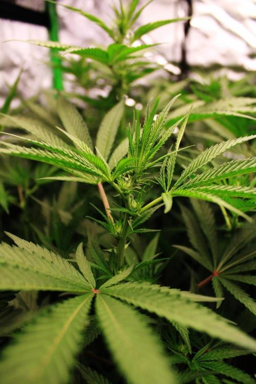 Jokerz #31 Run. Week 7 - Day #17 Flowering