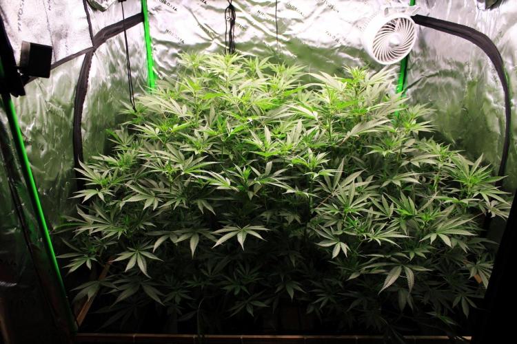 Jokerz #31 Run. Week 7 - Jokerz #1,2,3,4
Day #17 Flowering