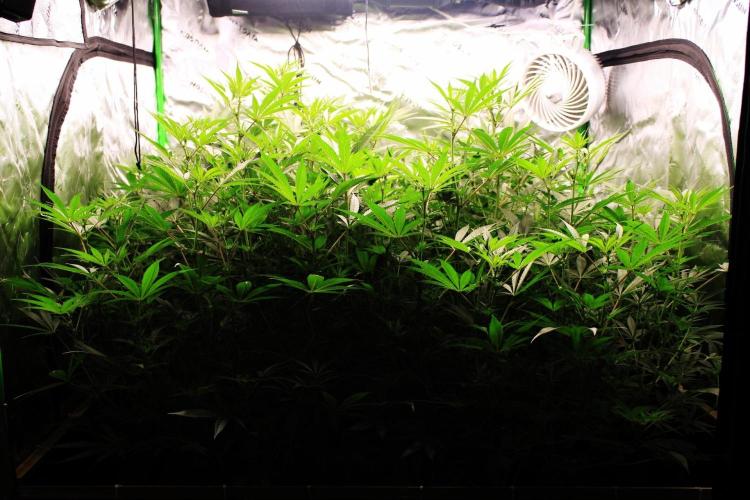 Jokerz #31 Run. Week 7 - Jokerz #1,2,3,4
Day #18 Flowering