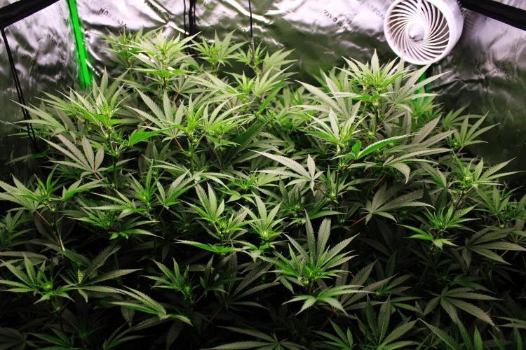 Jokerz #31 Run. Week 7 - Jokerz #1,2,3,4
Day #18 Flowering