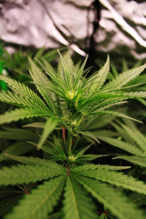 Jokerz #31 Run. Week 7 - Day #18 Flowering