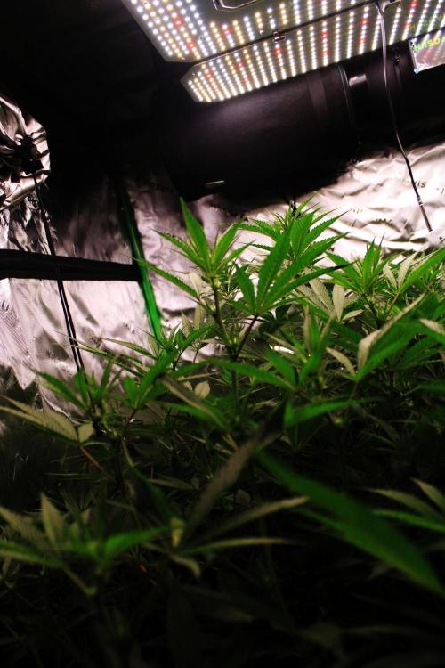 Jokerz #31 Run. Week 7 - Day #18 Flowering