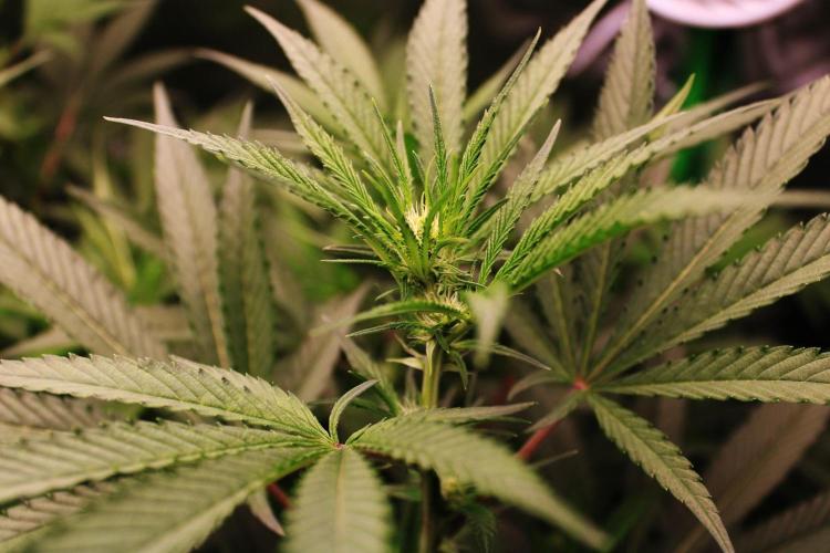 Jokerz #31 Run. Week 7 - Day #18 Flowering