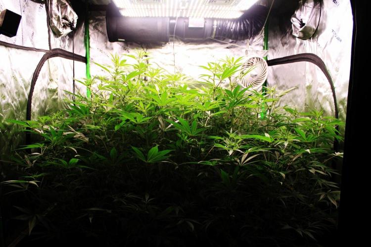 Jokerz #31 Run. Week 7 - Jokerz #1,2,3,4
Day #19 Flowering