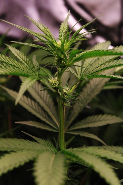 Jokerz #31 Run. Week 7 - Jokerz #1,2,3,4
Day #19 Flowering