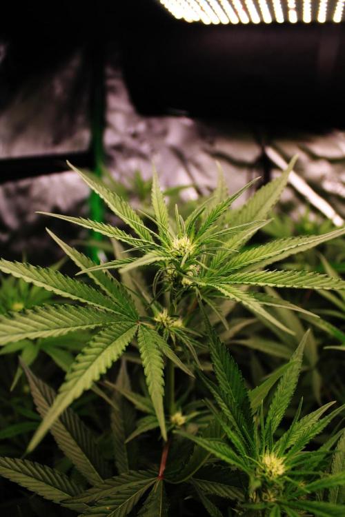 Jokerz #31 Run. Week 7 - Day #20 Flowering