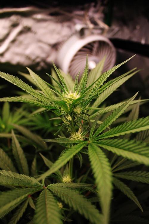 Jokerz #31 Run. Week 7 - Day #20 Flowering