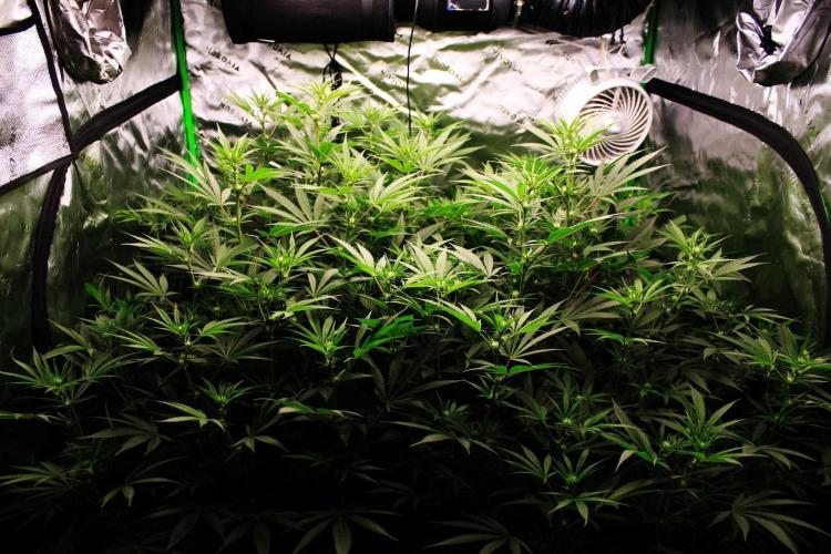 Jokerz #31 Run. Week 7 - Jokerz #1,2,3,4
Day #20 Flowering