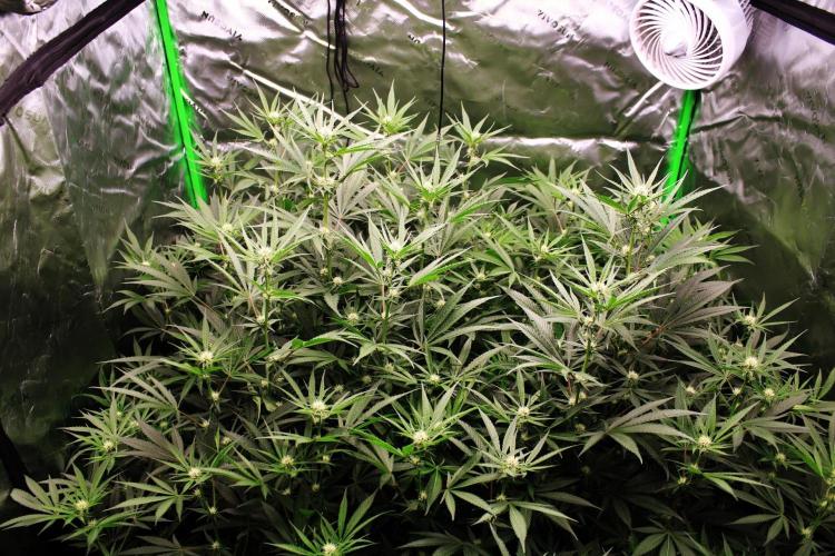 Jokerz #31 Run. Week 8 - Jokerz #1,2,3,4
Day #24 Flowering 