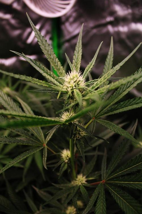 Jokerz #31 Run. Week 8 - Day #24 Flowering 