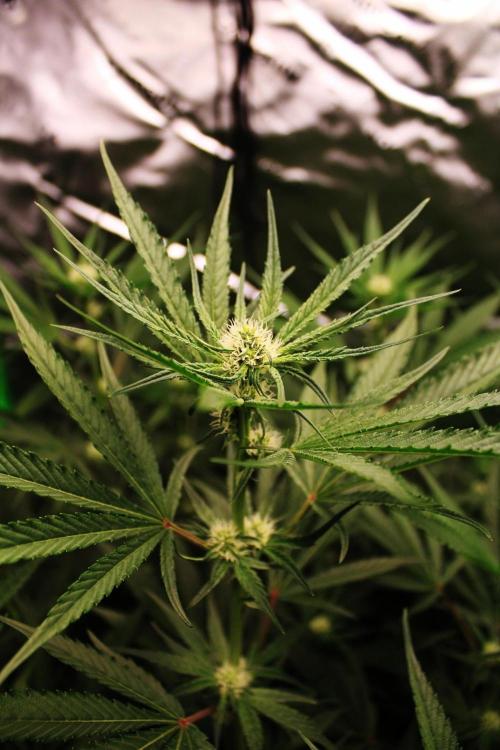 Jokerz #31 Run. Week 8 - Day #24 Flowering 