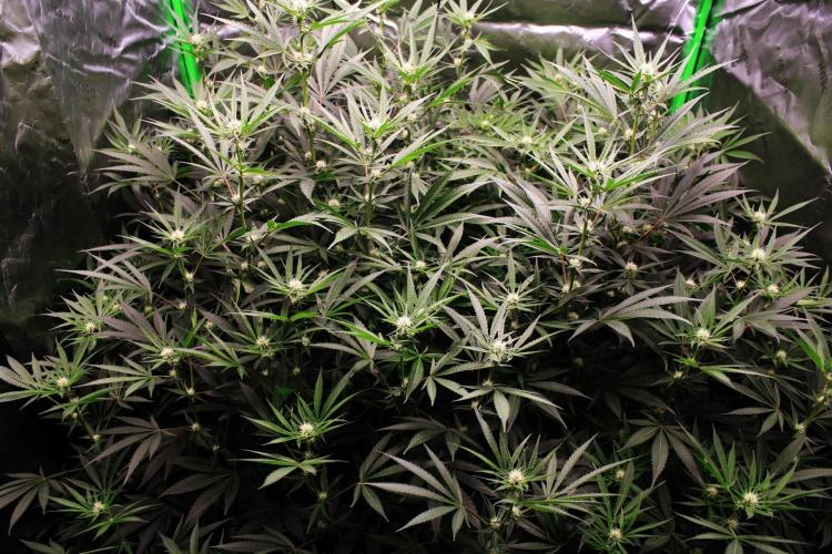 Jokerz #31 Run. Week 8 - Jokerz #1,2,3,4
Day #24 Flowering 