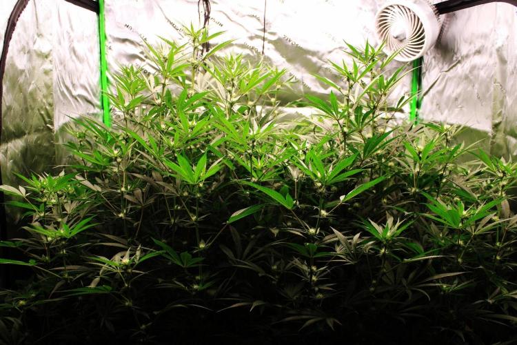 Jokerz #31 Run. Week 8 - Jokerz #1,2,3,4
Day #24 Flowering 