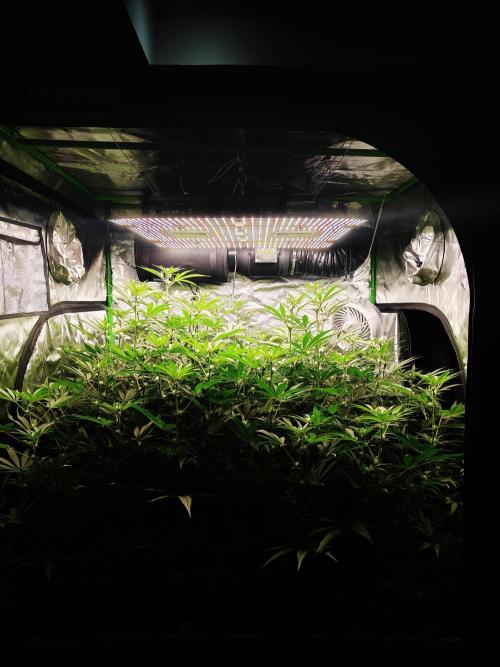 Jokerz #31 Run. Week 8 - Jokerz #1,2,3,4
Day #22 Flowering 