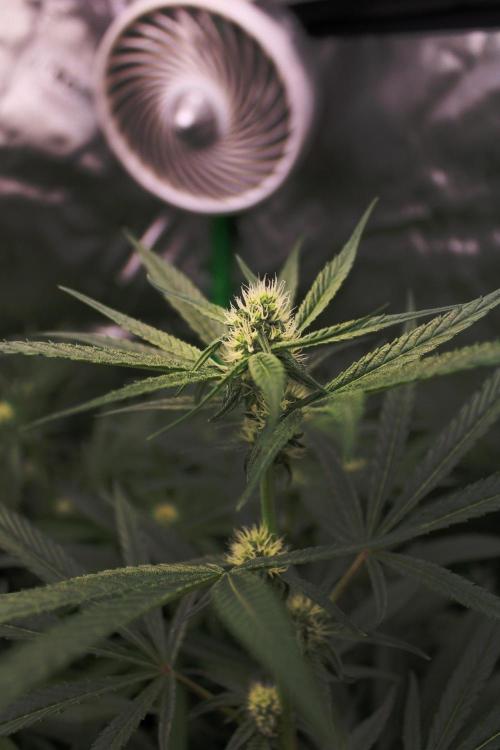 Jokerz #31 Run. Week 8 - Day #26 Flowering 