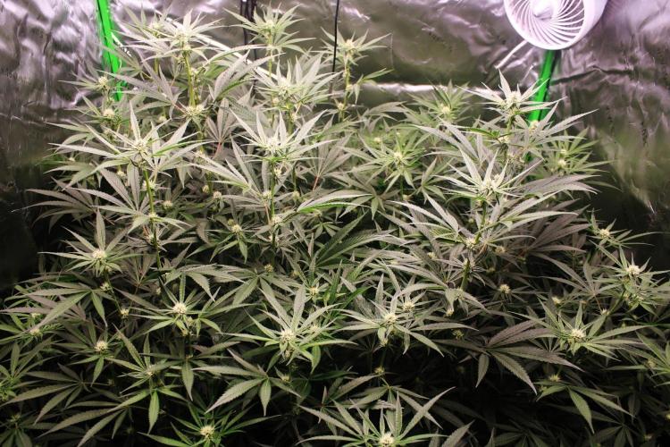 Jokerz #31 Run. Week 8 - Jokerz #1,2,3,4
Day #26 Flowering 