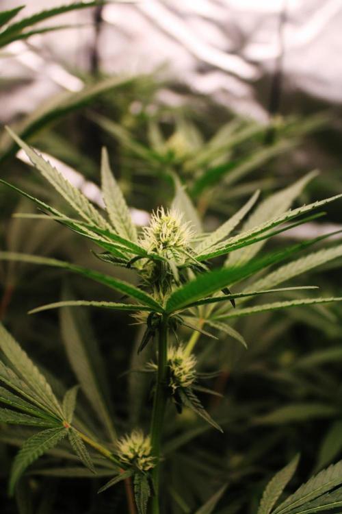 Jokerz #31 Run. Week 8 - Day #26 Flowering 