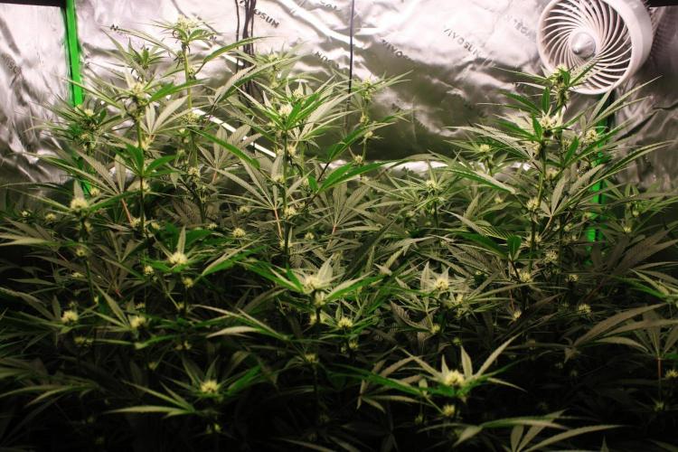 Jokerz #31 Run. Week 8 - Jokerz #1,2,3,4
Day #26 Flowering 