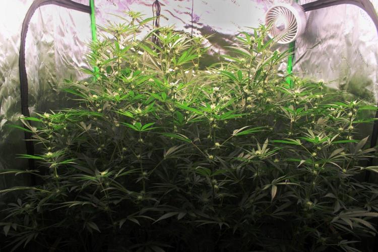 Jokerz #31 Run. Week 8 - Jokerz #1,2,3,4
Day #26 Flowering 