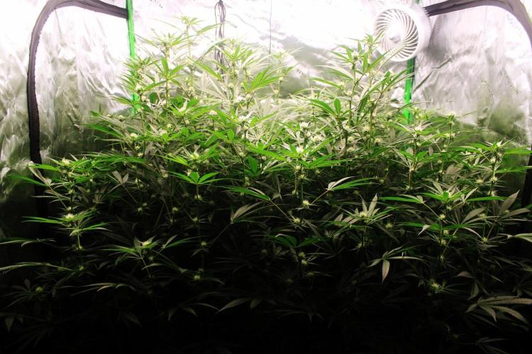 Jokerz #31 Run. Week 8